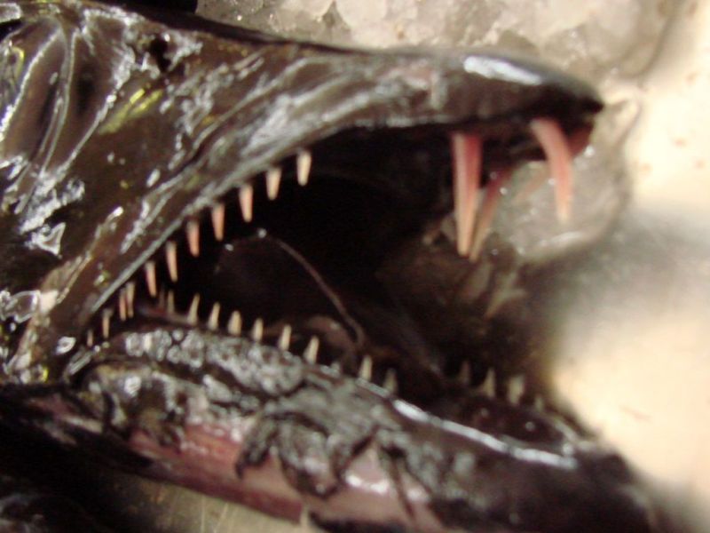 Espada com banana&nbsp;PL